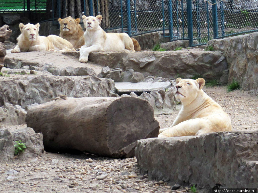 Белградский зоопарк Белград, Сербия