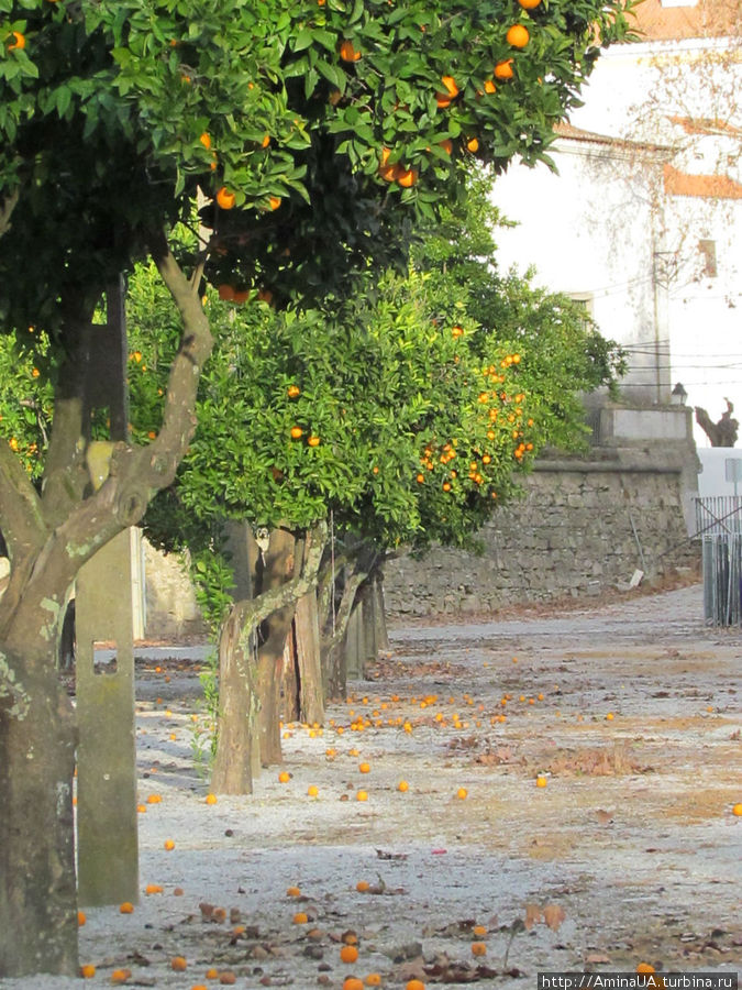 апельсины Лиссабон, Португалия