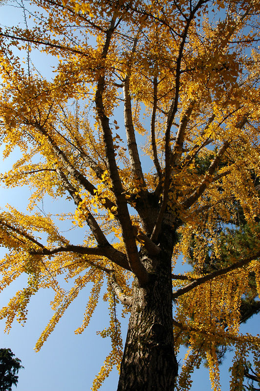 Золотые листья гинкго в святилище Кацусика Хатимангу Итикава, Япония