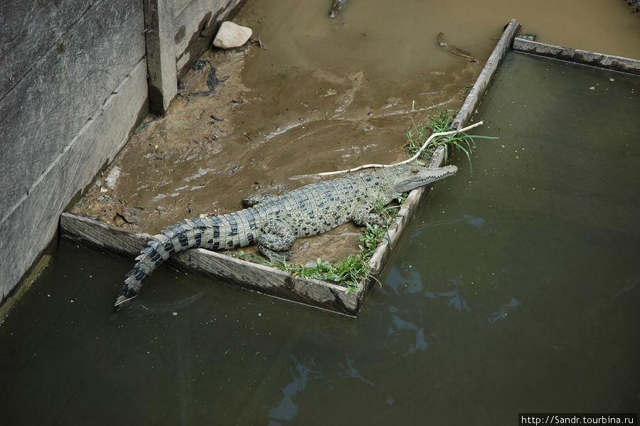 …и buaya laut (в переводе с индонезийского – крокодил морской). Окрас боба более темный и пасть у него уже. А buaya laut к морю не имеет никакого отношения. Его просто так назвали. Папуа, Индонезия