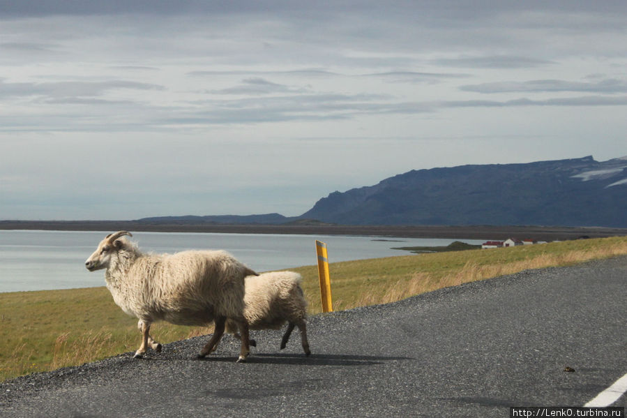 коварные овцы Исландия