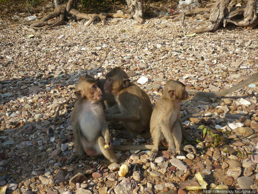 Остров Ко Пед - остров обезьян Паттайя, Таиланд