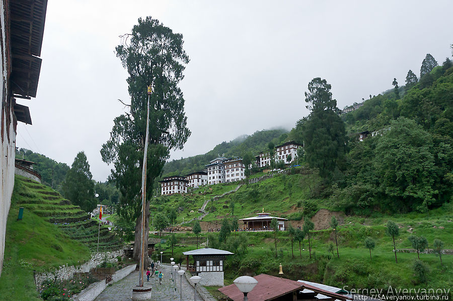 Гигантский кипарис — национальное дерево Бутана Бутан