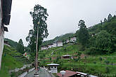Гигантский кипарис — национальное дерево Бутана