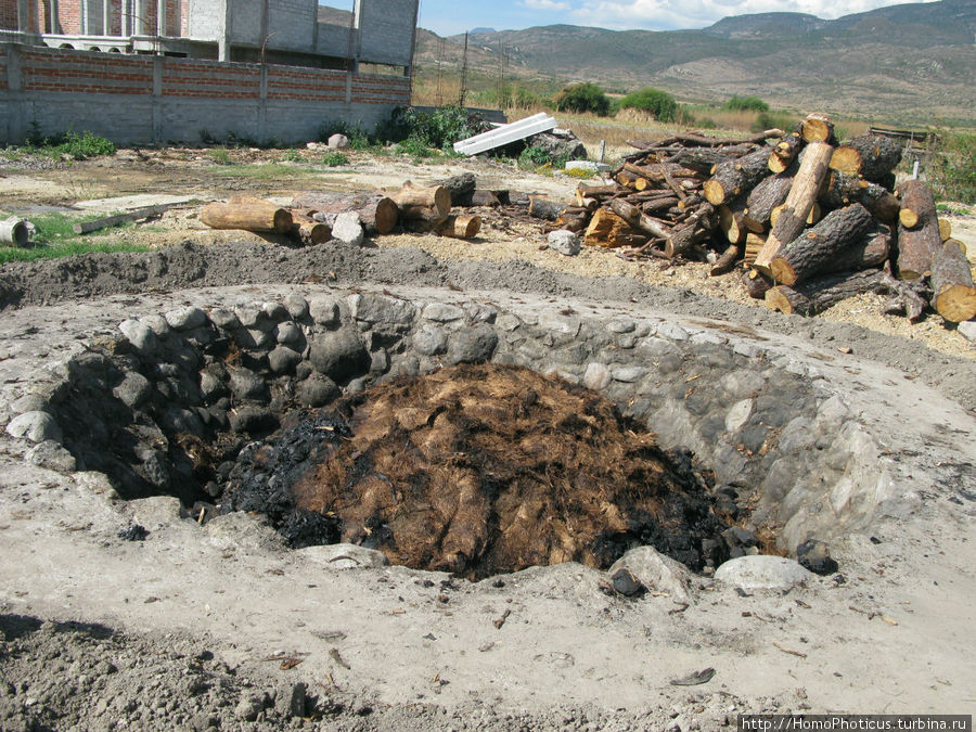 так палят шишку агавы для приготовления мескаля так палят шишку агавы для приготовления мескаля