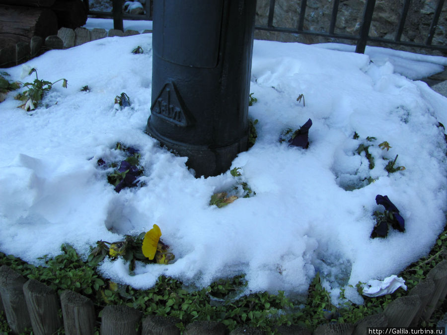 Цветы и снег. Канильо, Андорра