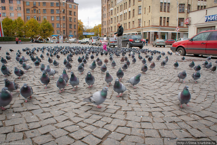 На площади обитают очень голодные голуби Выборг, Россия