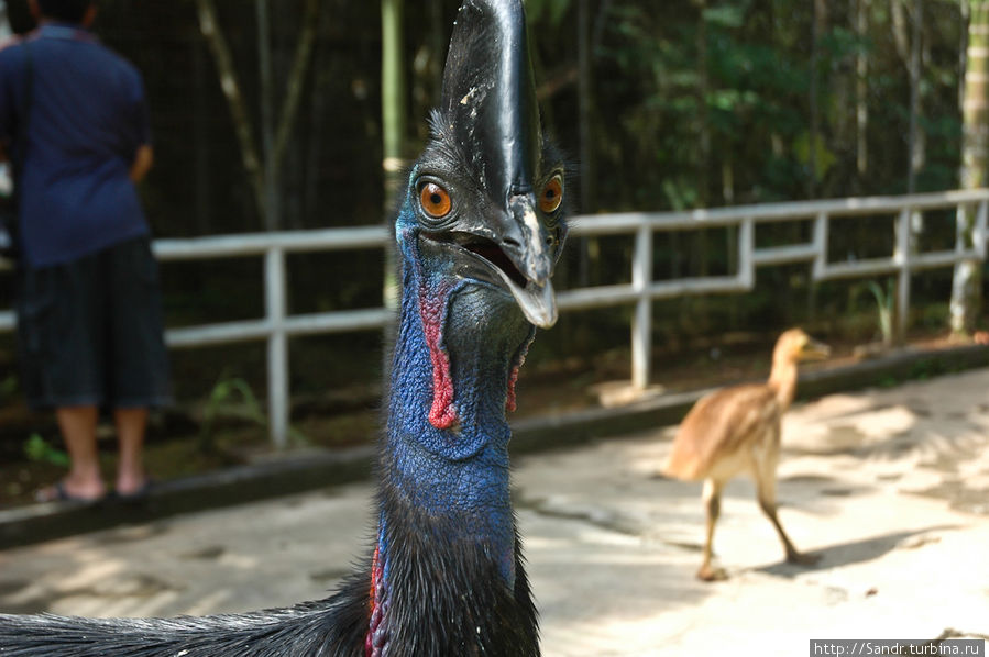 Остров Биак: парк птиц Остров Биак, Индонезия