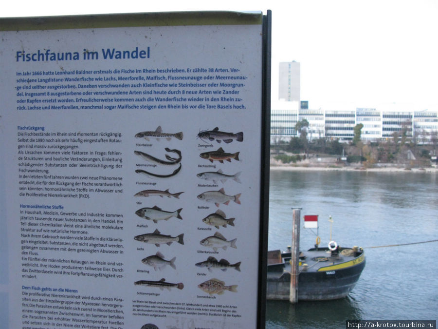 указано, какие рыбы водятся в Рейне Базель, Швейцария