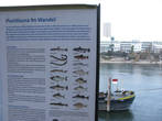 указано, какие рыбы водятся в Рейне