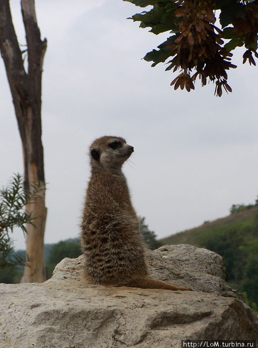 символ Пражского зоопарка символ Пражского зоопарка