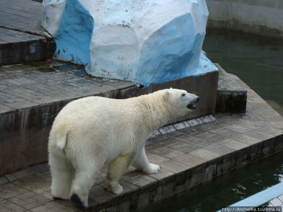 В Новосибирском зоопарке. Новосибирск, Россия