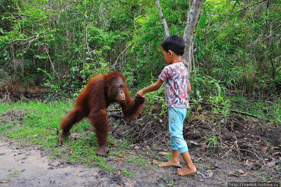 За орангутангом на клотке (Калимантан) Национальный парк Танджунг Путинг, Индонезия