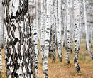 Березовый лес в урочище Ганина Яма.  Русские березки...
