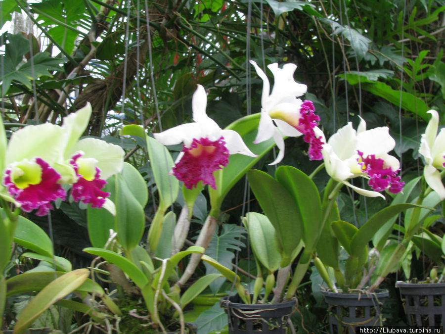 Орхидеи.Экскурсия в ботанический сад интересна. Таиланд