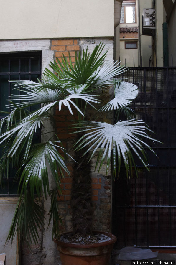Маленькой пальмочке холодно зимой. (Было реально холодно минус 5) Венеция, Италия