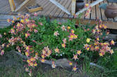 Цветы Патагонии, в Северной Америке называются колумбайн