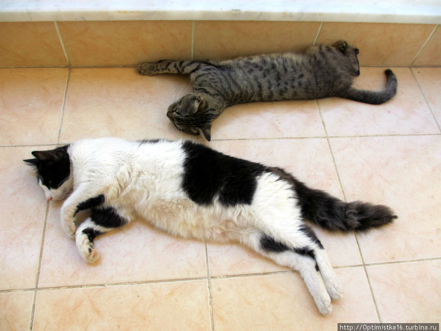У нас в Дидиме очень жарко. 38 градусов. (фото сделано 15 июня 2012. Коты спят на балконе. Дидим, Турция
