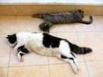У нас в Дидиме очень жарко. 38 градусов. (фото сделано 15 июня 2012. Коты спят на балконе.