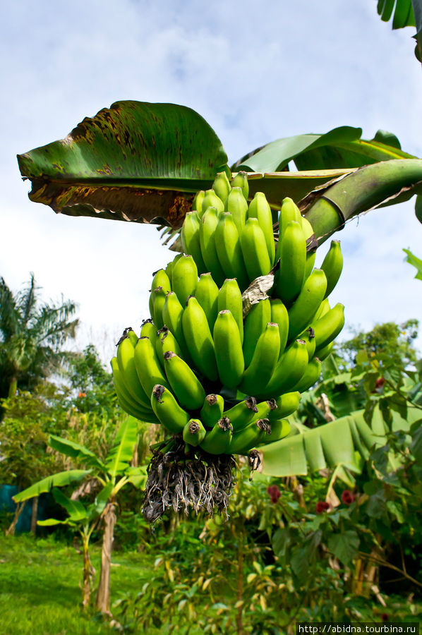 И сами бананы! Тринидад, Куба