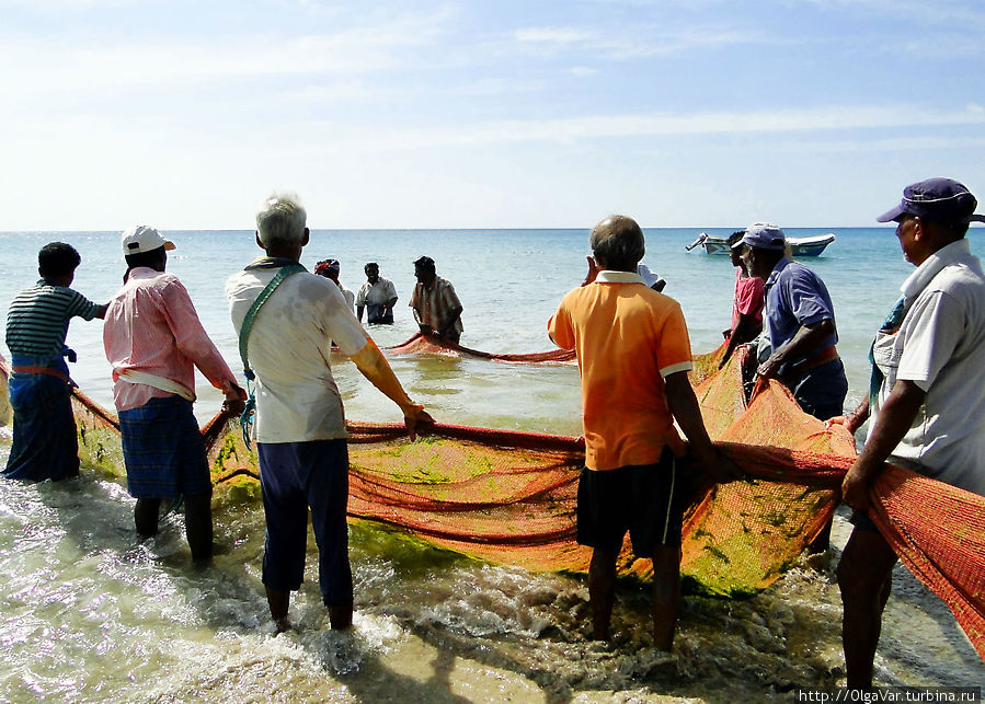 Сеть с водой тящить тяжело, скорее даже невозможно. И рыбаки ждут, когда вода стечет вниз... Тринкомали, Шри-Ланка