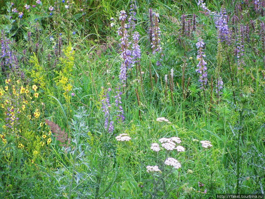 Степь. Разнообразие цветов и трав. Долинская, Украина
