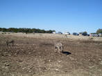 Сухое долгое лето — травы почти не осталось, но зебры что-то щиплют...