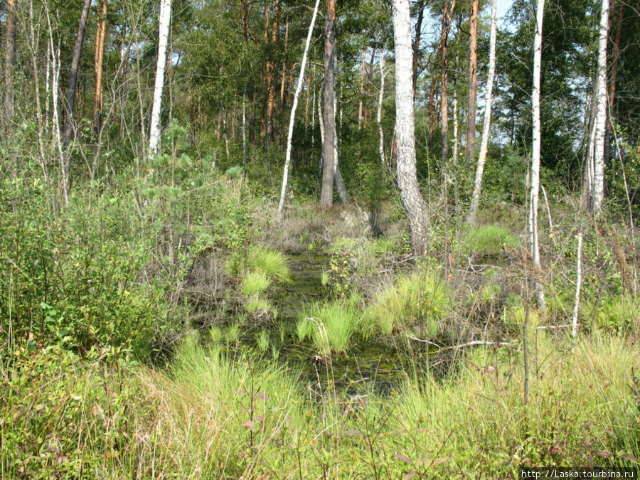 лесное болотце, болота тоже встречаются вокруг озера, через большое болото проложена деревянная кладка. Шацк, Украина