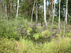 лесное болотце, болота тоже встречаются вокруг озера, через большое болото проложена деревянная кладка.