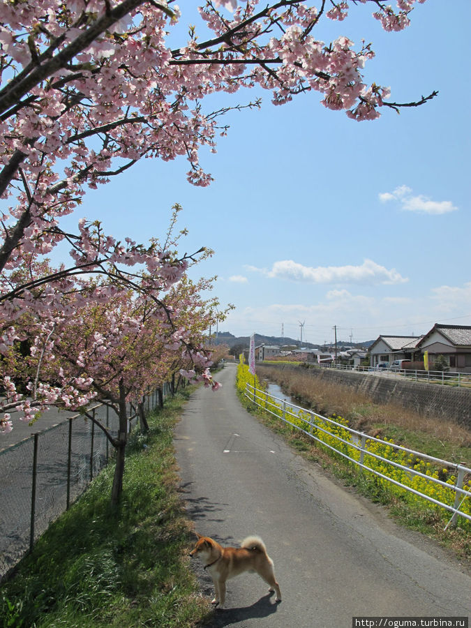Сакура, встреченная по пути в порт. Это ранняя сакура, она цветёт раньше основных сортов. Префектура Аити, Япония