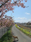Сакура, встреченная по пути в порт. Это ранняя сакура, она цветёт раньше основных сортов.