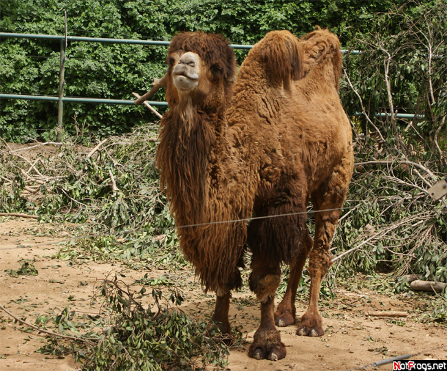 Надменный верблюд Рамат-Ган, Израиль