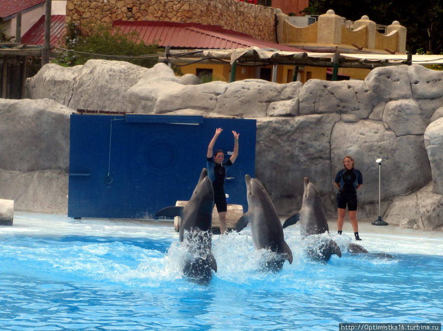 Шоу дельфинов и морских львов в парке 