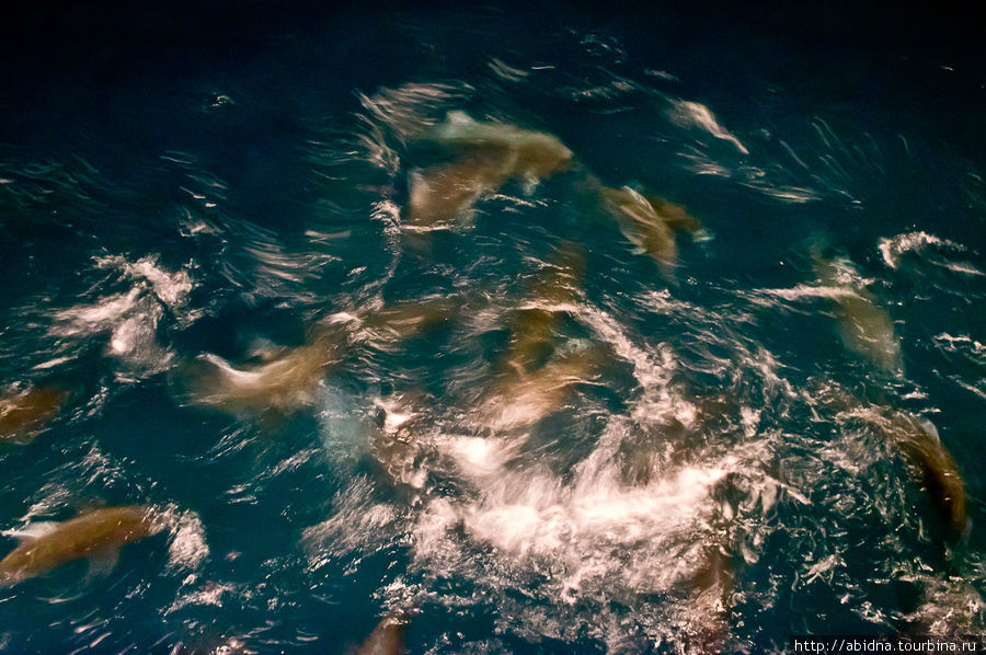 Акульи метания в воде Мальдивские острова