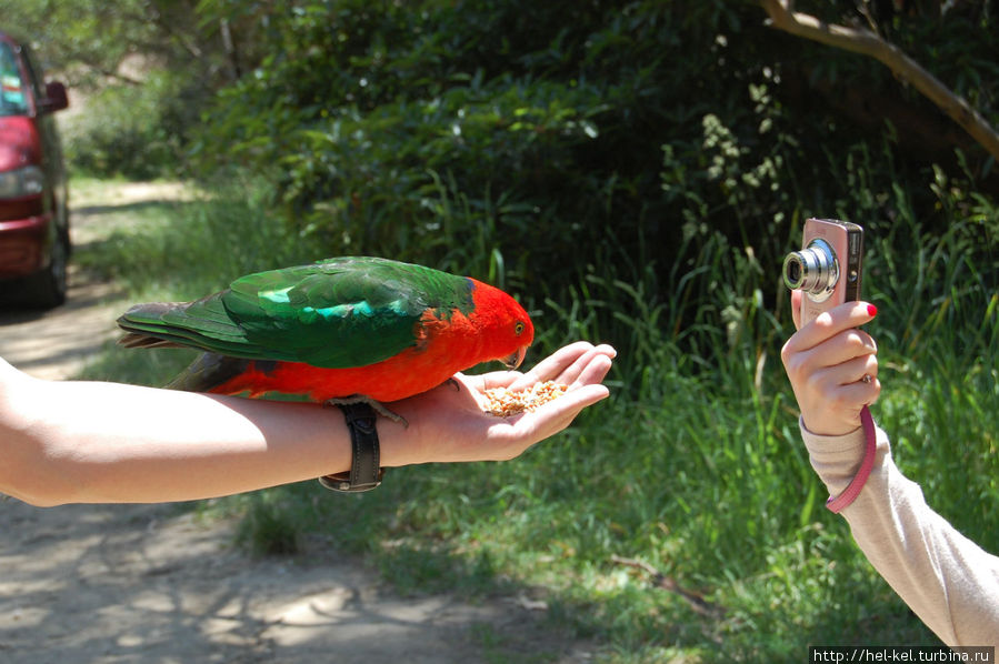 Королевский попугай Мельбурн, Австралия