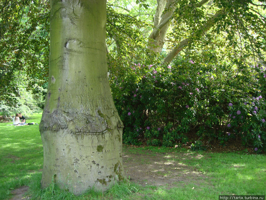Железное дерево Карловы Вары, Чехия