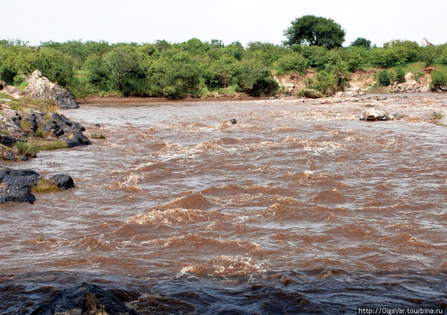 Река Мара на границе Кении и Танзании Масаи-Мара Национальный Парк, Кения