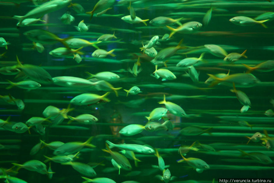 Рыбки в аквариуме цвета молодой весенней зелени. Пушкин, Россия