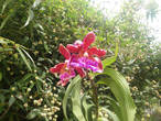 Орхидеи из Мачу-Пикчу