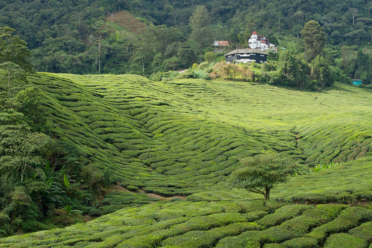 Чайные плантации Boh Sung