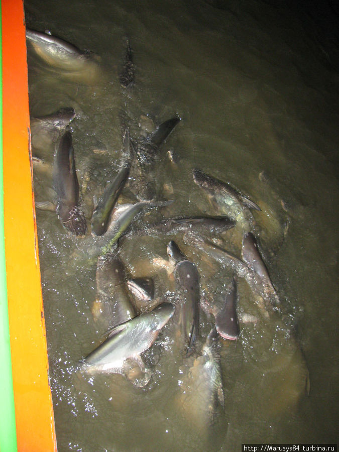 кормим рыбок Таиланд