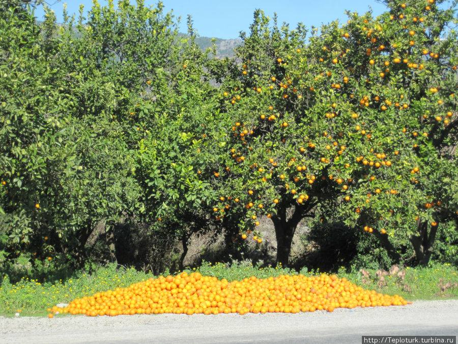 Урожай апельсинов Алания, Турция