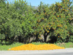 Урожай апельсинов
