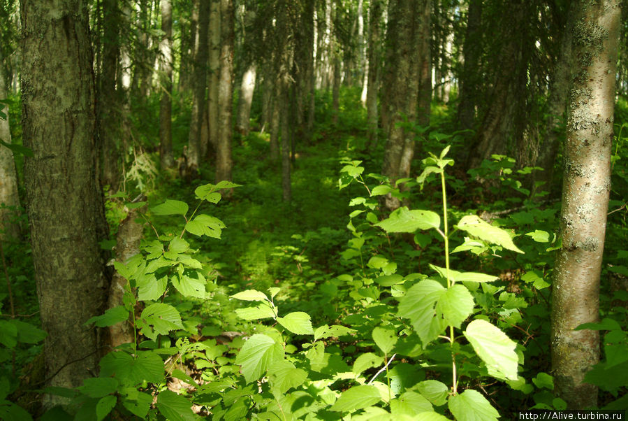 Лес изнутри Штат Аляска, CША
