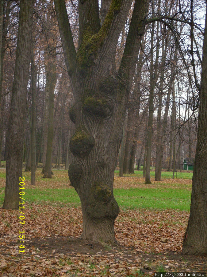 Попалось причудливое дерево в парке Москва, Россия