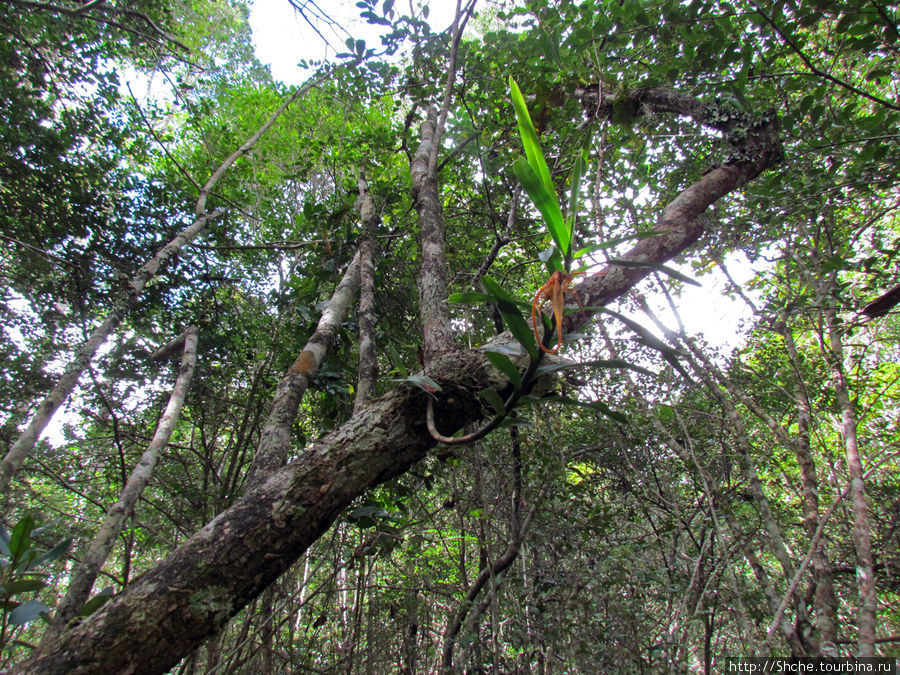Дикая орхидея Андасибе-Мантадиа Национальный Парк, Мадагаскар