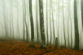 Что-то мистическое есть в таком лесу, накрытом туманом