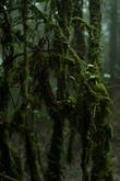 Мшистый лес по пути к вершине горы Беринчанг, Камерон Хайлендс