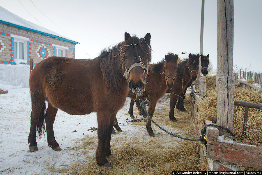 Первая казахская деревня — это много снега и лошадей (им-то некуда спрятаться от мороза). Акмолинская область, Казахстан