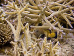 Маленькая павлинья гаруппа в коралле-акропоре (Cephalopholis argus)